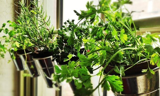 windowsill-herb-garden